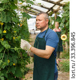 Man gardener man arranging seedlings Momordica balsamina. Стоковое фото, фотограф Яков Филимонов / Фотобанк Лори