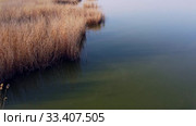 Aerial view, low flying over coastline, above the reeds and water. Copter moving forwards. Khadzhibey Estuary, Odessa region, Ukraine. Стоковое видео, видеограф Некрасов Андрей / Фотобанк Лори