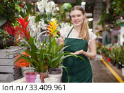 Positive woman picking a bromelia flower in the flower shop. Стоковое фото, фотограф Яков Филимонов / Фотобанк Лори
