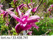 Цветущая лилиецветная магнолия  (Magnolia liliiflora) сщкеф "Сюзанна". Аптекарский Огород (филиал ботанического сада МГУ), Москва. Стоковое фото, фотограф Сергей Рыбин / Фотобанк Лори