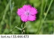 Гвоздика травянка (лат. Dianthus deltoides) Стоковое фото, фотограф lana1501 / Фотобанк Лори