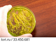 Hand in protective glove holds petri dish with green bacteria. Medical tests and research. Стоковое фото, фотограф Евгений Ткачёв / Фотобанк Лори