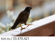 A black bird with a yellow beak (Acridotheres tristis) steps along the railing of the balcony. Стоковое фото, фотограф Олег Белов / Фотобанк Лори