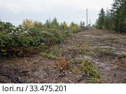 Лесопользование: очистка просеки под ЛЭП. Forest management: clearing the clearing for power lines. Стоковое фото, фотограф Евгений Романов / Фотобанк Лори