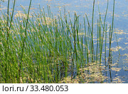 Болотница болотная цветет (Eleocharis palustris). Ряска малая (Lemna minor) Стоковое фото, фотограф Щеголева Ольга / Фотобанк Лори