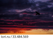Контур птицы с красивом небе. Полет. Стоковое фото, фотограф Яковлев Сергей / Фотобанк Лори