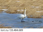 Лебедь-кликун (Cygnus cygnus). Птица ранней весной стоит на льду озера. Барабинский район Новосибирской области. Стоковое фото, фотограф Григорий Писоцкий / Фотобанк Лори
