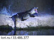 Водяной варан (Varanus salvator ) зевающий в зоопарке. Стоковое фото, фотограф Татьяна Белова / Фотобанк Лори