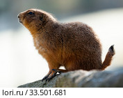 Black tailed prairie dog eating grass (Cynomys ludovicianus) Стоковое фото, фотограф Яков Филимонов / Фотобанк Лори