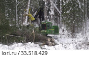 Механизированная рубка леса. Валочно-пакетирующая машина John Deere 903K в работе. Mechanized felling clearing. John Deere 903K feller buncher at work. (2020 год). Редакционное видео, видеограф Евгений Романов / Фотобанк Лори