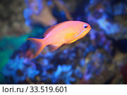 Антиас великолепный  (Pseudanthias dispar) морская рыбка (2020 год). Редакционное фото, фотограф Татьяна Белова / Фотобанк Лори