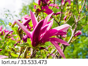 Цветущая лилиецветная магнолия  (Magnolia liliiflora) сщкеф "Сюзанна". Аптекарский Огород (филиал ботанического сада МГУ), Москва. Стоковое фото, фотограф Сергей Рыбин / Фотобанк Лори