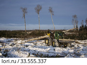 Механизированная вырубка леса. Трелевочный трактор John Deere 748H в работе. Mechanized felling clearing. John Deere 748H skidder at work. Стоковое фото, фотограф Евгений Романов / Фотобанк Лори