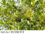 Green bay leaf with black seeds growing in organic garden. Стоковое фото, фотограф Ирина Мойсеева / Фотобанк Лори