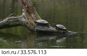 Pond sliders AKA Red Eared Terrapin Turtles - Trachemys scripta elegans. Стоковое видео, видеограф Сергей Старуш / Фотобанк Лори