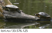 Pond sliders AKA Red Eared Terrapin Turtles - Trachemys scripta elegans. Стоковое видео, видеограф Сергей Старуш / Фотобанк Лори