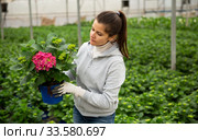 Young female gardener working with plant of felicia amelloides. Стоковое фото, фотограф Яков Филимонов / Фотобанк Лори