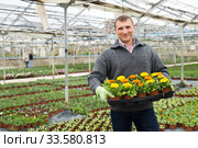 Floriculturist engaged in cultivation of ornamental Calendula in hothouse. Стоковое фото, фотограф Яков Филимонов / Фотобанк Лори