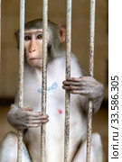 Monkey in a cage. Rhesus Macaque - Macaca mulatta (2019 год). Стоковое фото, фотограф Евгений Ткачёв / Фотобанк Лори