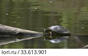Pond sliders AKA Red Eared Terrapin Turtles - Trachemys scripta elegans. Стоковое видео, видеограф Сергей Старуш / Фотобанк Лори