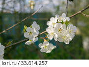 Early spring cherry blossoms by the garden. Стоковое фото, фотограф Щербанюк Иван Васильевич / Фотобанк Лори