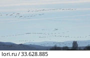 Flight of migrating cranes in cloud sky. Gallocanta area. Spain. Стоковое видео, видеограф Яков Филимонов / Фотобанк Лори