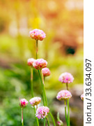 Pink flowers Armeria ruscinon (Armeria ruscinonensis) closeup. Стоковое фото, фотограф Евгений Ткачёв / Фотобанк Лори