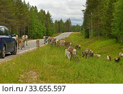 Herd of reindeers on road interferes with passage of cars. Finnish Lapland. Стоковое фото, фотограф Валерия Попова / Фотобанк Лори