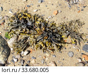 Фукус пузырчатый (Fucus vesiculosus) на песчаном берегу Белого моря. Стоковое фото, фотограф Ирина Борсученко / Фотобанк Лори