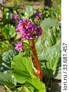 Цветущий бадан толстолистный  (Bergenia crassifolia (L.) Fritsch) Стоковое фото, фотограф Ирина Борсученко / Фотобанк Лори
