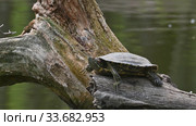 Pond sliders AKA Red Eared Terrapin Turtles - Trachemys scripta elegans. Стоковое видео, видеограф Сергей Старуш / Фотобанк Лори