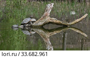 Pond sliders AKA Red Eared Terrapin Turtles - Trachemys scripta elegans. Стоковое видео, видеограф Сергей Старуш / Фотобанк Лори