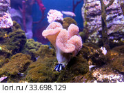 Морской риф - фиолетовая гигантская ковровая актиния Stichodactyla gigantea. Стоковое фото, фотограф Евгений Ткачёв / Фотобанк Лори
