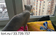 Sphynx cat looking at window, watching flying snowflakes from high level floor. Стоковое видео, видеограф Кекяляйнен Андрей / Фотобанк Лори