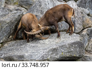 Два альпийских козерога, или ибекса бодаются (лат.  Capra ibex). Альпийский зоопарк, Инсбрук, Австрия. Стоковое фото, фотограф Сергей Рыбин / Фотобанк Лори
