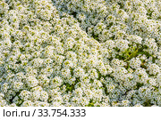 Газонница, или Лобулярия (Lobularia). Фон. Стоковое фото, фотограф Алёшина Оксана / Фотобанк Лори