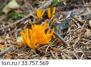 Калоцера клейкая (лат. Calocera viscosa) в лесу. Стоковое фото, фотограф Елена Коромыслова / Фотобанк Лори