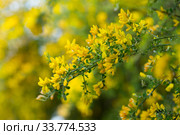Yellow flowers of the plant Teline canariensis. Стоковое фото, фотограф Яков Филимонов / Фотобанк Лори