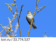 Phylloscopus trochilus. Пеночка-весничка весной на фоне синего неба, Ямало-Ненецкий автономный округ. Стоковое фото, фотограф Григорий Писоцкий / Фотобанк Лори