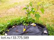 Blackcurrant seedling is mulched with non-woven spunbond material. Стоковое фото, фотограф Юлия Бабкина / Фотобанк Лори