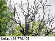 Засохшее дерево. Стоковое фото, фотограф Алёшина Оксана / Фотобанк Лори