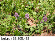 Весенние цветы в лесу, хохлатка цветет (Corydalis) Стоковое фото, фотограф Щеголева Ольга / Фотобанк Лори