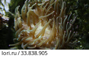 Актиния конская (Actinia equina) на морском рифе. Стоковое видео, видеограф Евгений Ткачёв / Фотобанк Лори