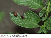 Личинки картофельного колорадского жука на листе картофеля (Leptinotarsa ​​decemlineata) Стоковое фото, фотограф Кузнецов Максим / Фотобанк Лори