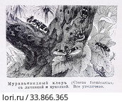 Муравьевидный клеръ (Clerus formicarius) с личинкой и куколкой — рисунок из книги А. Брэма "Жизнь животных" 1896 г. Стоковая иллюстрация, иллюстратор Вера Смолянинова / Фотобанк Лори