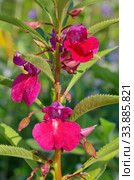 Бальзамин садовый (лат. Impatiens balsamina) крупным планом. Стоковое фото, фотограф Елена Коромыслова / Фотобанк Лори