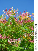 Цветение жимолости каприфоль (Lonicera caprifolium L.) на фоне голубого неба. Стоковое фото, фотограф Ирина Борсученко / Фотобанк Лори