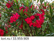 Red Rhododendron blooming (Rhododendron scabrum) Стоковое фото, фотограф Nataliia Zhekova / Фотобанк Лори