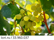 Large bunch of white wine grapes hang from a vine. Winemaking. Стоковое фото, фотограф Nataliia Zhekova / Фотобанк Лори