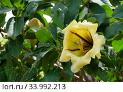 Flower of exotic liana Solandra (Solandra grandiflora) Стоковое фото, фотограф Irina Opachevsky / Фотобанк Лори